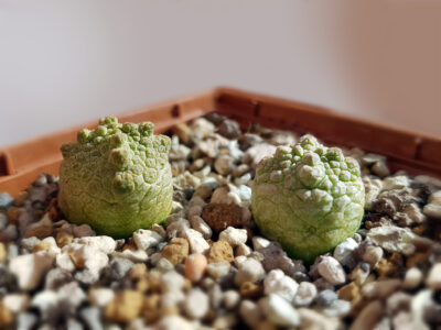 Pseudolithos Cubiformis 2 шт