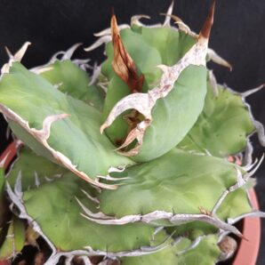 Agave titanota | 5