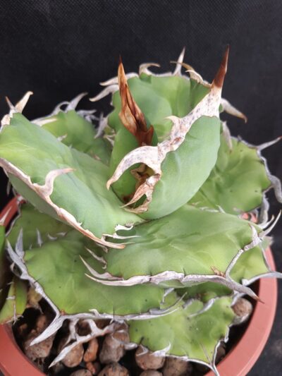 Agave titanota