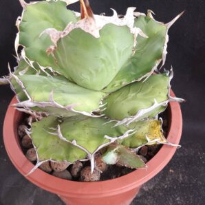 Agave titanota