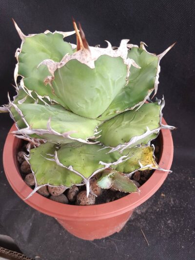 Agave titanota