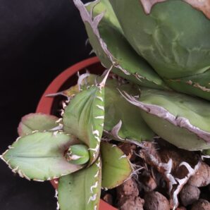Agave titanota white teeth