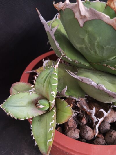 Agave titanota white teeth
