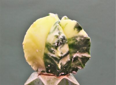 astrophytum-myriostigma-variegata-p1