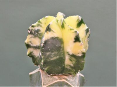 astrophytum-myriostigma-variegata-p1 - Зображення 4