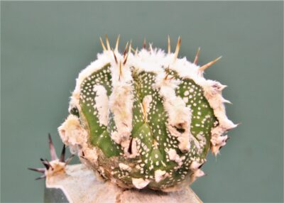 astrophytum-ornatum-dinozawr-1 - Зображення 4