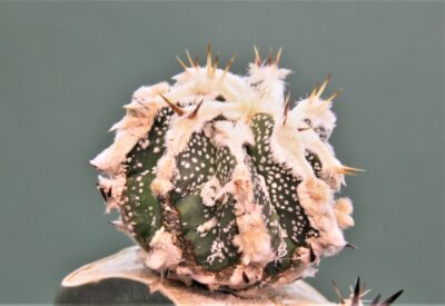 astrophytum-ornatum-dinozawr-1 - Зображення 3