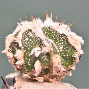 astrophytum-ornatum-dinozawr-1