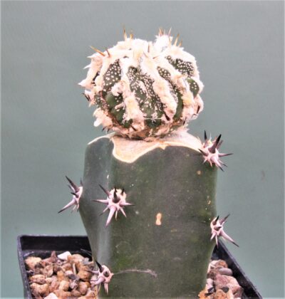 astrophytum-ornatum-dinozawr-1 - Зображення 2