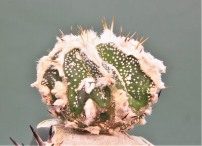 astrophytum-ornatum-dinozawr-1