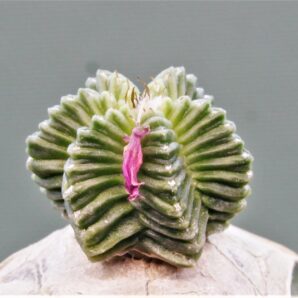 aztekium-hintonii-1