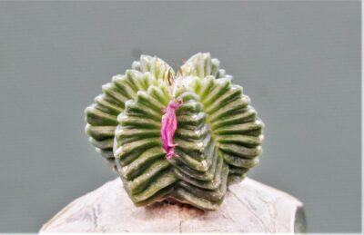 aztekium-hintonii-1