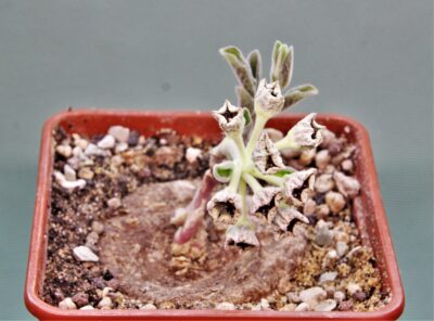 brachystelma-buchanani-manda-tanzania-1 - Зображення 2