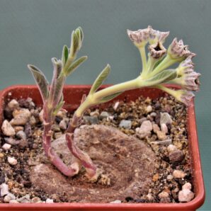 brachystelma-buchanani-manda-tanzania-1