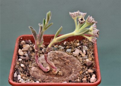brachystelma-buchanani-manda-tanzania-1