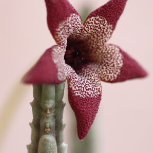 Caralluma aperta | 89