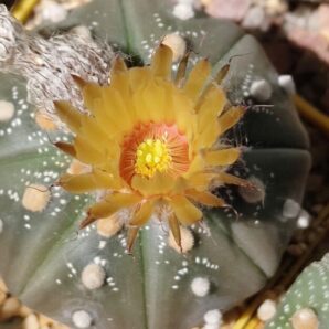 Astrophytum asterias sk black