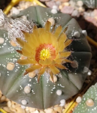 Astrophytum asterias sk black