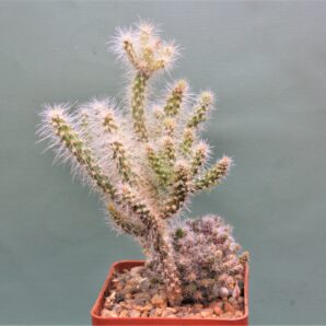 cylindropuntia-abussii-3