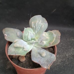 Echeveria Paul Bunyan