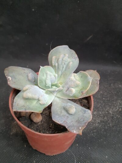 Echeveria Paul Bunyan