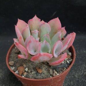 Echeveria Trumpet Pinky