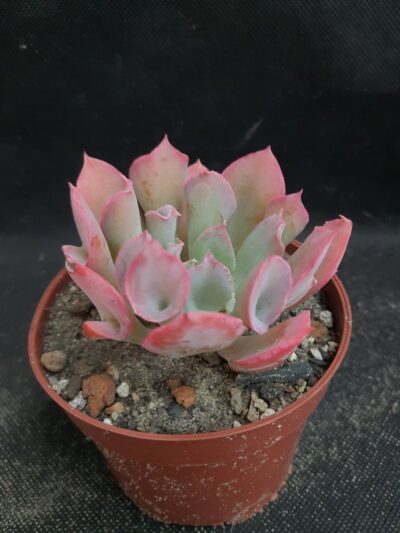 Echeveria Trumpet Pinky