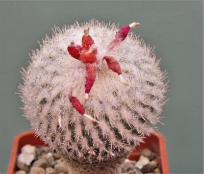 epithelantha-micromeris-sb1327-3