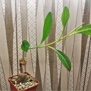euphorbia-aff.-specksii-karonga-malawi-14