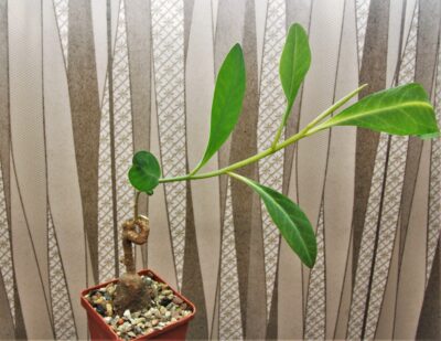 euphorbia-aff.-specksii-karonga-malawi-14