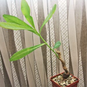 euphorbia-aff.-specksii-karonga-malawi-9