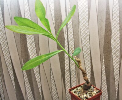 euphorbia-aff.-specksii-karonga-malawi-9