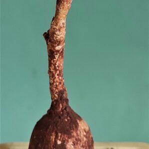euphorbia-maritae-tanzania-1.