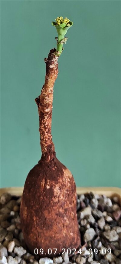euphorbia-maritae-tanzania-1.