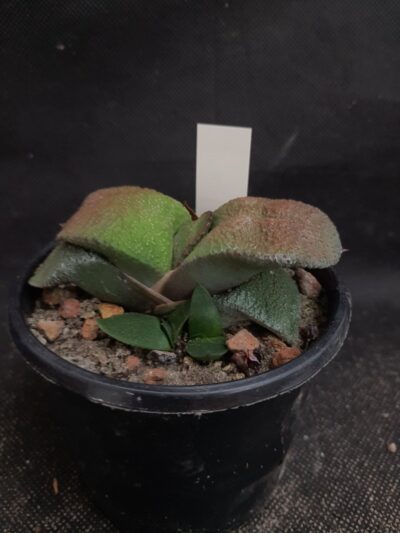 Gasteria armstrongii
