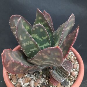 Gasteria excelsa
