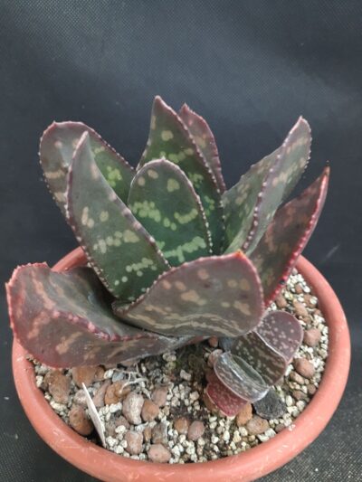 Gasteria excelsa