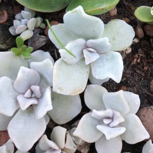 Echeveria Crispate Beauty