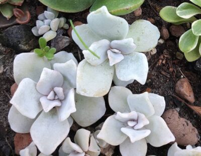 Echeveria Crispate Beauty