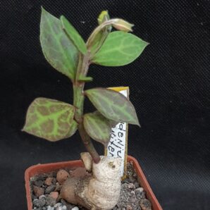 Monadenium stolonferum