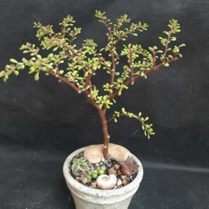 Pilea nipensis
