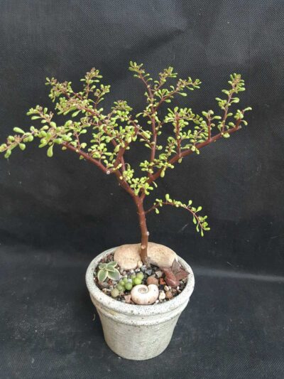 Pilea nipensis