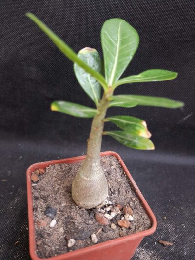 Adenium obesum - Зображення 2