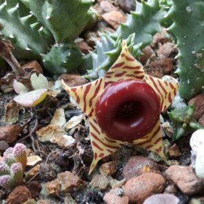 Huernia zebrina mini form | 56