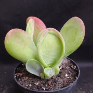 Kalanchoe thyrsiflora Baby finger