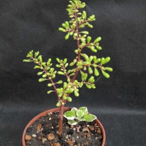 Pilea nipensis