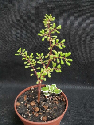 Pilea nipensis