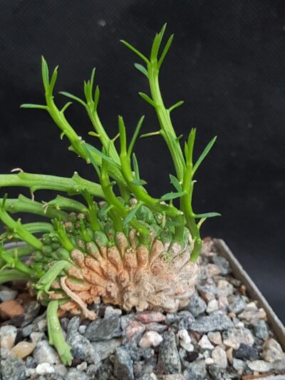 Euphorbia gorgonis cristata