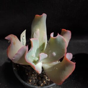 Echeveria culibra