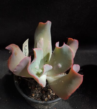 Echeveria culibra